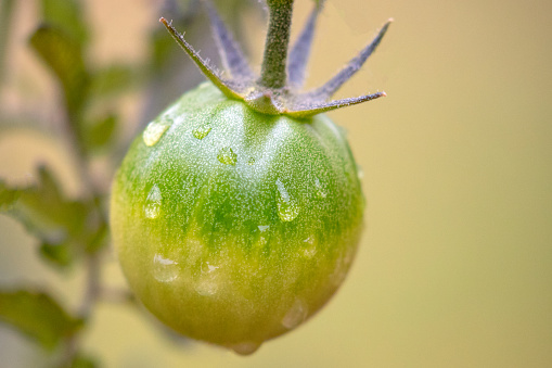 Green tomato - Fresh garden grown green cherry tomato with water dew drops
