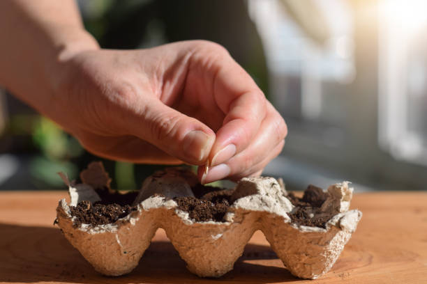 istock Female hand sowing seeds into biodegradable egg carton container 1457532249