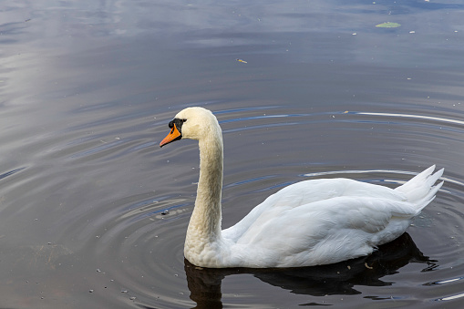 Mute Swan is covered in oil after a oilspil in the water.