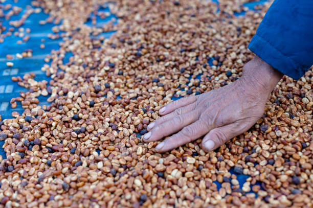 Farmers sort rotten and fresh coffee beans before drying. traditional coffee-making process. The Coffee production, natural sun dry of honey process stock photo