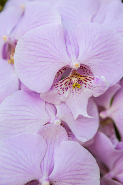 istock Closeup purple orchid flower, nature background 1457535869