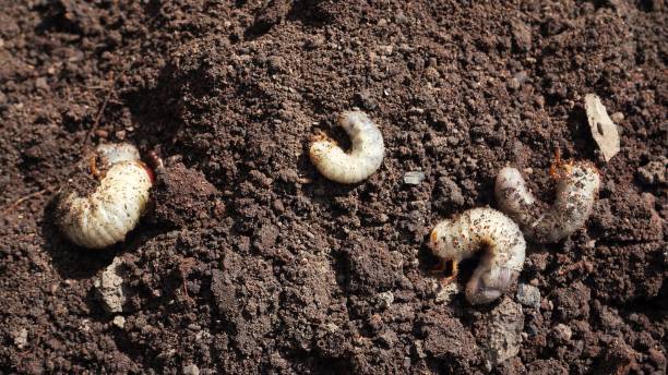 istock stag beetle caterpillars on open ground trying to dig into the ground. Insect larvae lie on plowed soil in the spring in the garden. transitional life stage of a beetle close-up on a field 1457536639