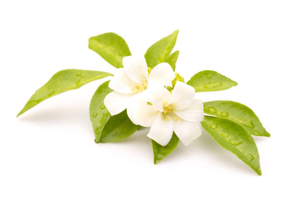 istock White Murraya paniculata flower with green leaf isolated on white background 1457538863