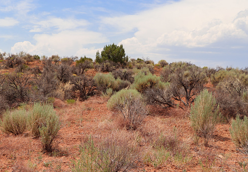Native Big Sagebrush  growing in southwestern Colorado and southeastern Utah.  The botanical name is Artemesia tridentata. Sagebrush grows in semi-arid conditions in the North American west.