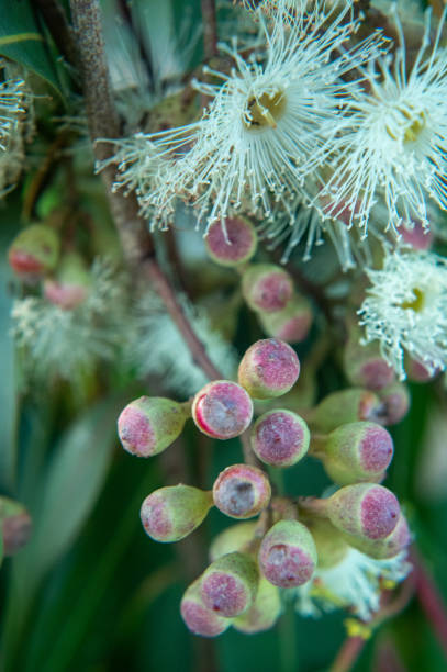 istock Eucalyptus seeds and flowers 1457541623