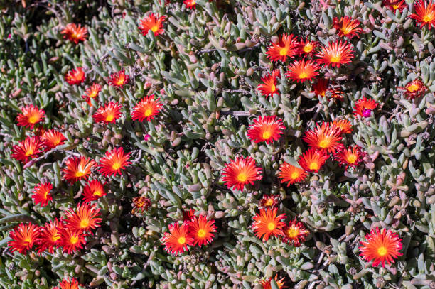 istock Succulent plant flowers 1457542353