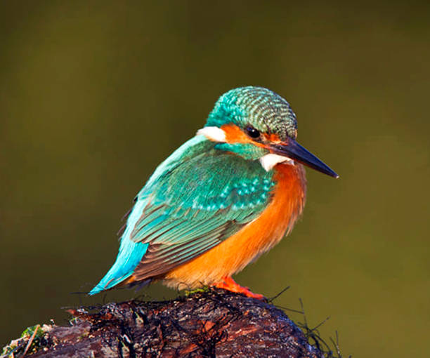 istock Beautiful Kuwait Wildlife pictures 1457543375