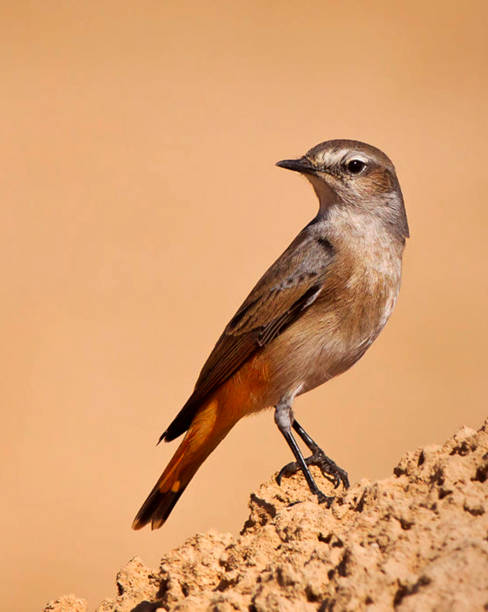 istock Beautiful Kuwait Wildlife pictures 1457543457