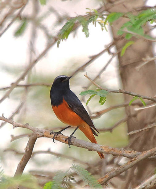 istock Beautiful Kuwait Wildlife pictures 1457543489