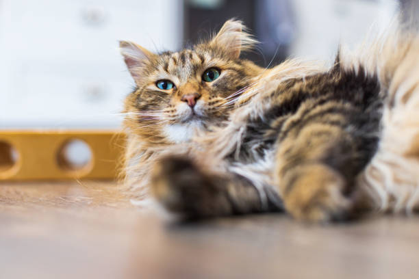 Longhair brown tabby cat lying down on hardwood floor Longhair brown tabby cat lying down on hardwood floor longhair cat stock pictures, royalty-free photos & images