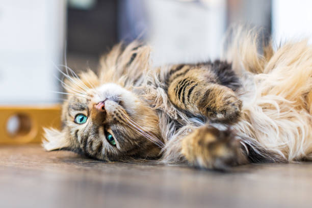 istock Fluffy tabby cat rolling on the floor at home 1457545975