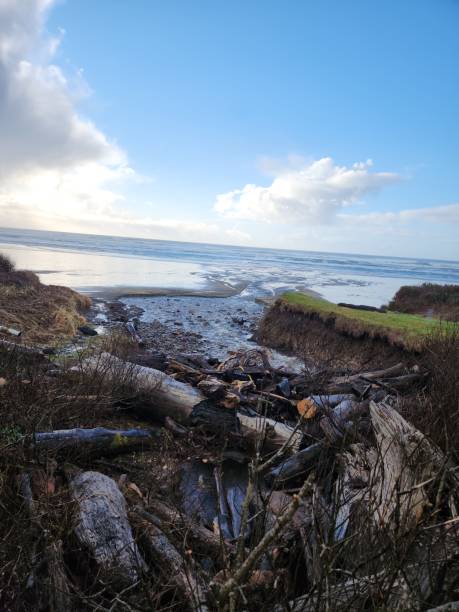 istock South Beach Pacific Ocean Driftwood 1457546932