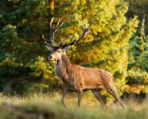 istock Creative Wildlife pictures of Denmark 1457547697