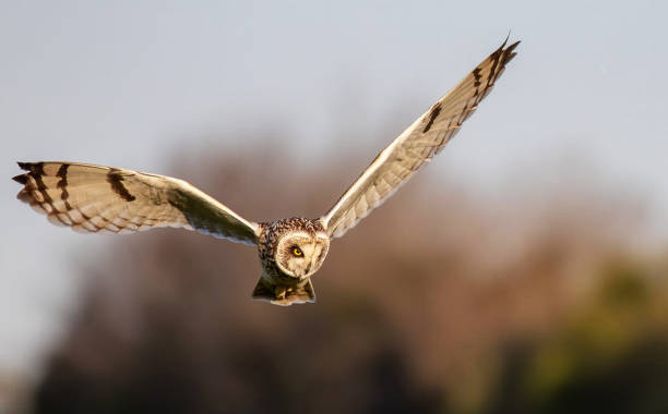 istock Creative Wildlife pictures of Denmark 1457548052