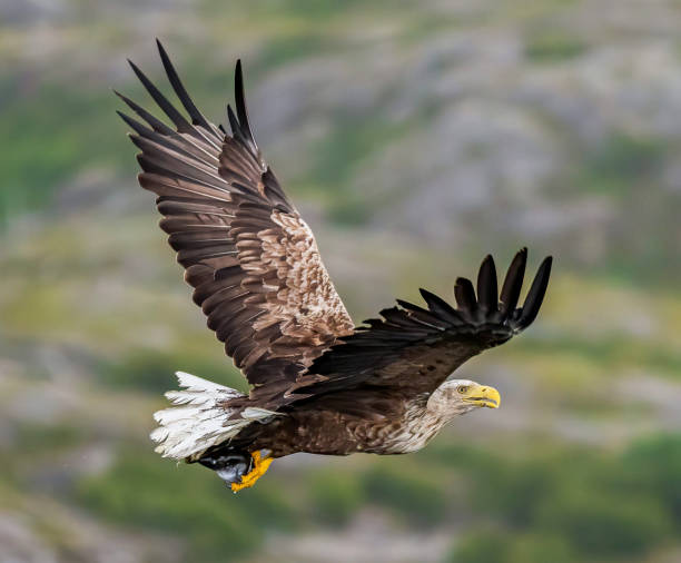 istock Creative Wildlife pictures of Denmark 1457548659