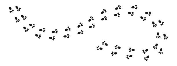 Bunny pawprints. Rabbit paw silhouettes stamps. Trace of wet or mud steps of running or walking hare isolated on white background. Vector graphic illustration Bunny pawprints. Rabbit paw silhouettes stamps. Trace of wet or mud steps of running or walking hare isolated on white background. Vector graphic illustration. animal foot stock illustrations