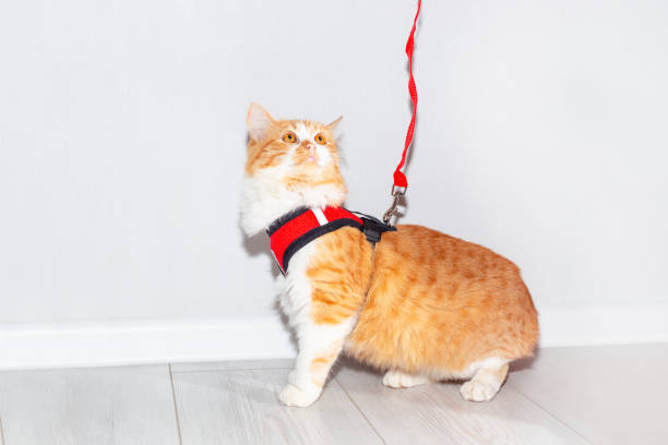 istock Young cat with a red harness and leash on a light background. Accessory for walking animals 1457551453
