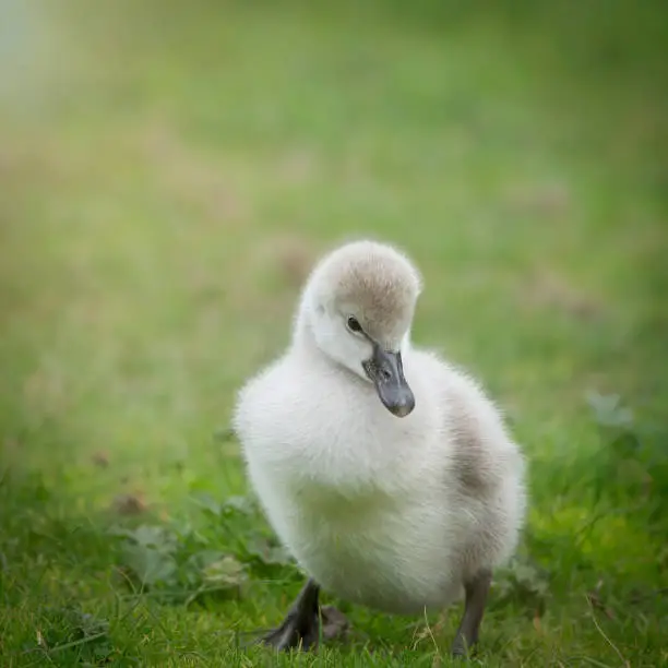 Close-up of a young Black Swan