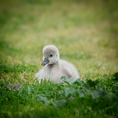 Close-up of a young Black Swan