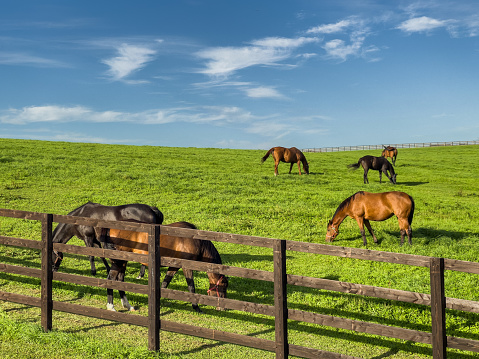 Horizontal landscape of thoroughbred chestnut horses grazing lush green grass with background lake and trees in country Australia