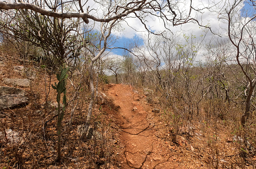 Cangaço trail with caatinga vegetation, typically Brazilian biome