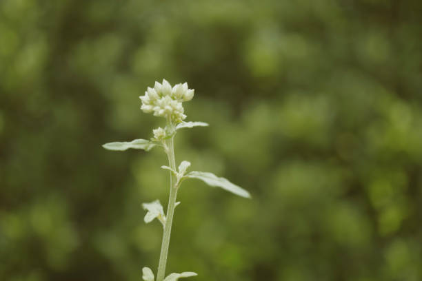 istock Tropical grass flower  with green bokeh  spring  nature wallpaper background 1457556854