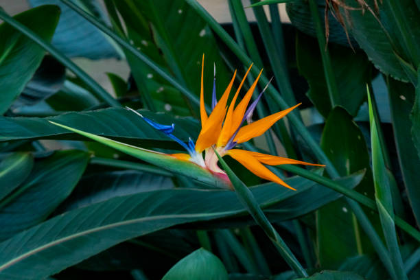 istock Bird of Paradise flower closeup 1457558311