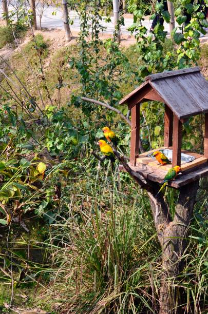 The sun parakeet,Aratinga solstitialis, also known as in Aviculture as the sun conure is a medium-sized, vibrantly coloured parrot native to northeastern South America.Golden yellow, orange green blue