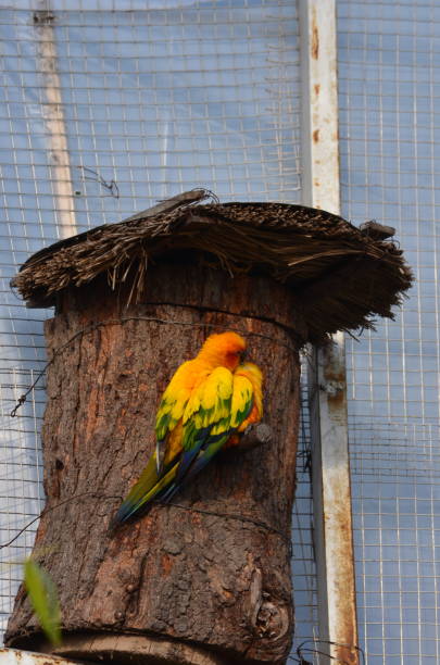 istock The sun parakeet,Aratinga solstitialis, also known as in Aviculture as the sun conure is a medium-sized, vibrantly coloured parrot. Golden yellow, orange green blue 1457558825
