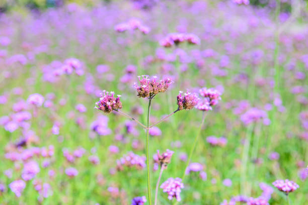 Verbena Field in Chiang Rai Province, Thailand.