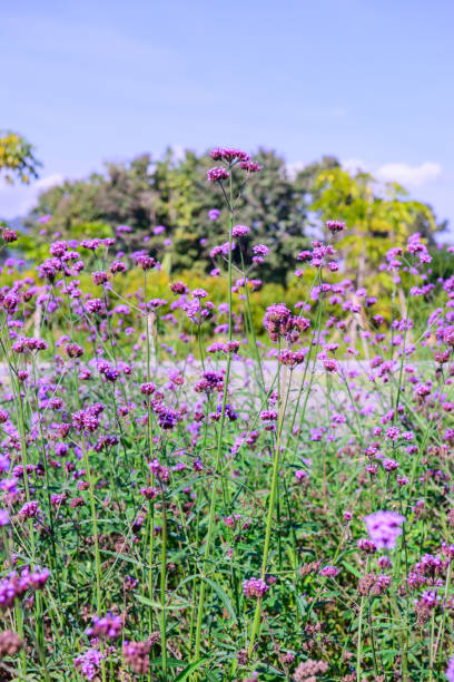 istock Verbena Field in Chiang Rai Province 1457559255