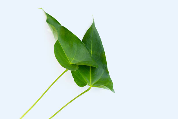istock Flamingo flower or pigtail anthurium leaves 1457560892