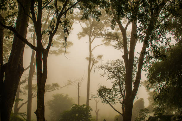 istock Forest with mist in winter season at Phayao province 1457563014