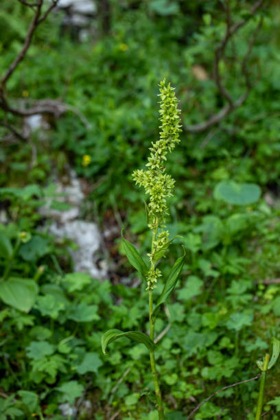 Veratrum album flower growing in mountains, close up flowers captured in Bohinj valley Slovenia european white hellebore stock pictures, royalty-free photos & images