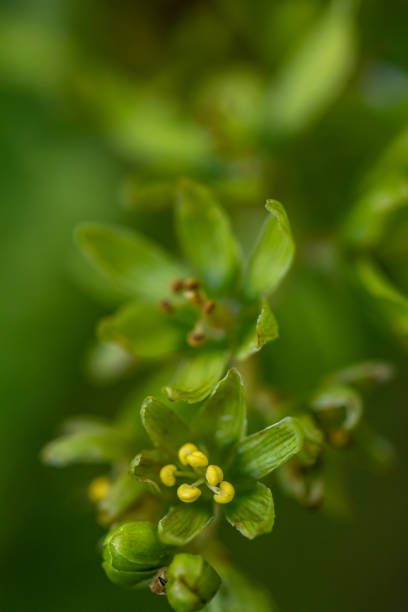 Veratrum album flower growing in mountains, close up flowers captured in Bohinj valley Slovenia european white hellebore stock pictures, royalty-free photos & images