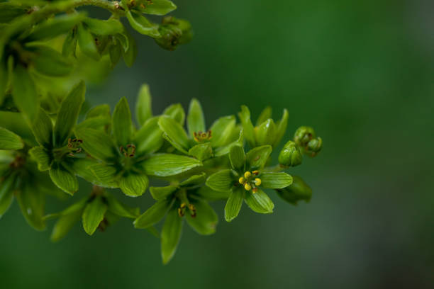 Veratrum album flower growing in mountains, close up flowers captured in Bohinj valley Slovenia european white hellebore stock pictures, royalty-free photos & images