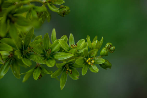 Veratrum album flower growing in mountains, close up flowers captured in Bohinj valley Slovenia european white hellebore stock pictures, royalty-free photos & images