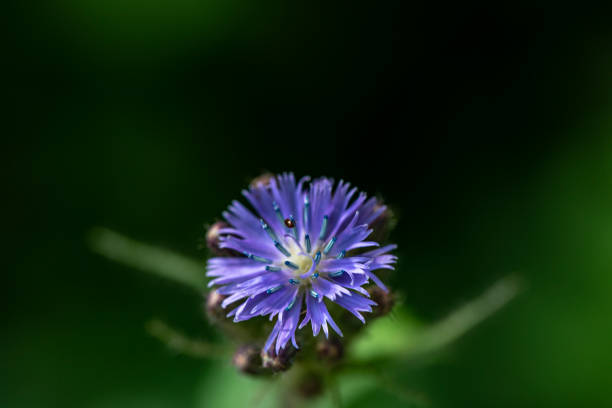 flowers captured in Bohinj valley Slovenia