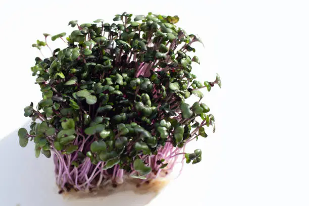 Photo of Red cabbage sprouts on white background.