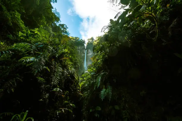 Photo of background of vegetation with a waterfall on the mountain in the middle of the tropical jungle of Costa Rica