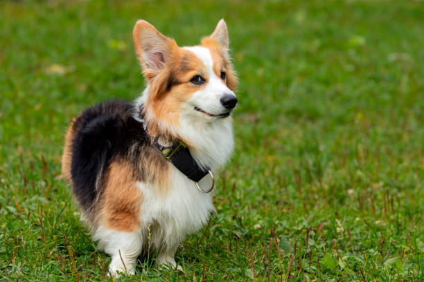 istock The Welsh Corgi dog on a green field. Close-up 1457570085