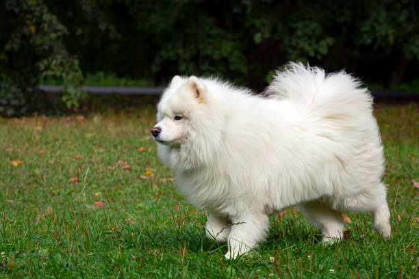 istock Funny young happy smiling white samoyed dog or Belkier, Sammy outdoors in the park 1457570496