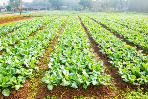 istock Green Chinese kale in vegetable garden 1457571959