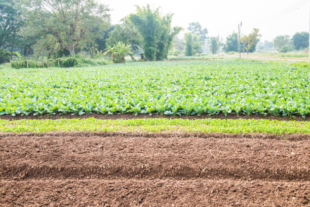 Green Chinese kale in vegetable garden, Thailand.