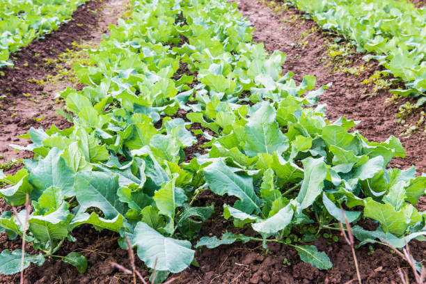 istock Green Chinese kale in vegetable garden 1457572389