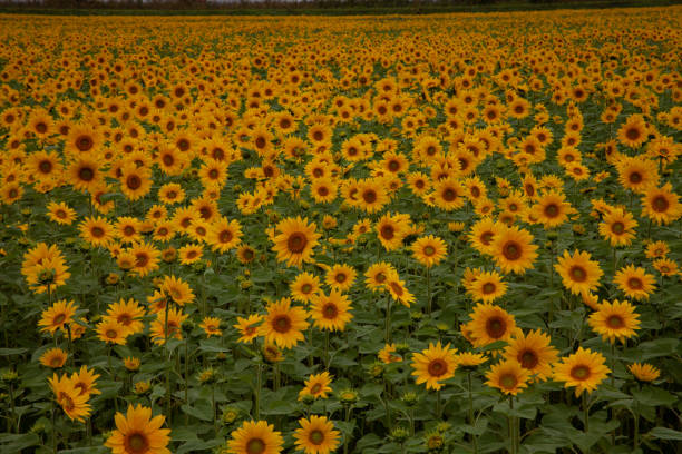 istock Sunflower field in full bloom 1457575049