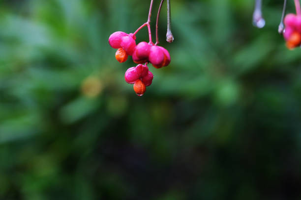 Autumn berry in the rain