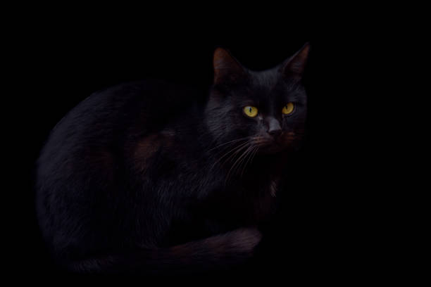 istock Black cat on a black background. Close-up. 1457575942