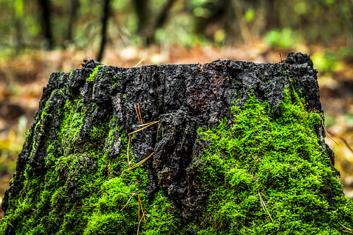An old stump covered with moss in the autumn woods.