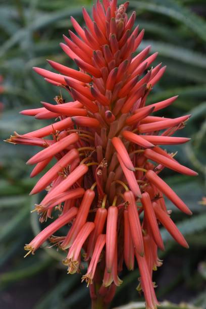 istock Aloe arborescens flowers. 1457585625